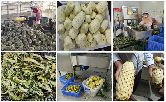 Pineapple peeler machine applications Pineapple peeler machine applications