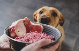 How to Grind Bones for Dog Food